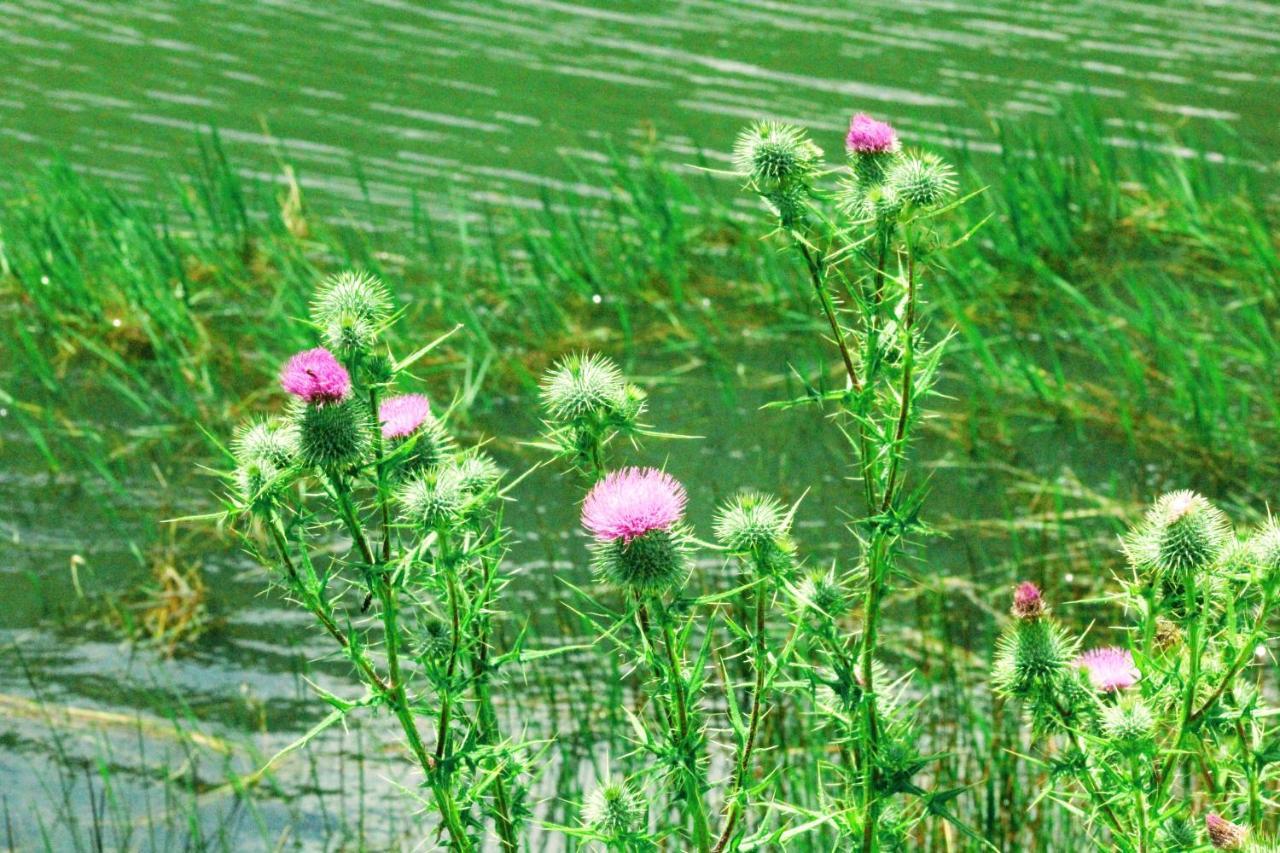 Wetlands Game Lodge Wakkerstroom Eksteriør bilde